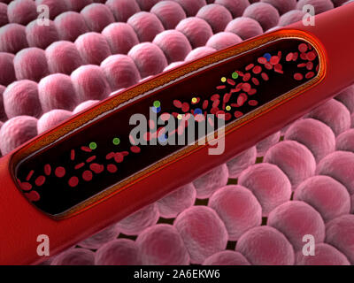 Arterie mit einem abgetrennten Bereichs, hochwertige Rendering mit original Texturen und Global Illumination gezeigt Stockfoto