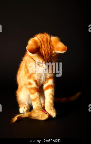 Ingwer Mackerel Tabby Cat spielt mit einer Katze spielzeug Maus auf einem schwarzen Hintergrund isoliert Stockfoto