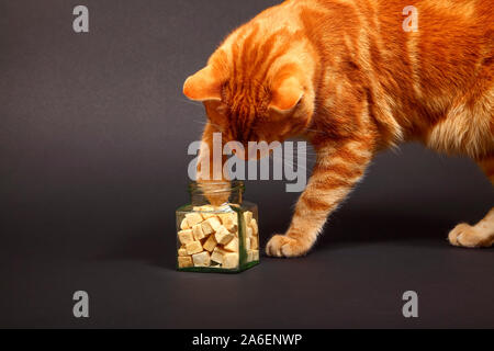 Ingwer Mackerel Tabby Katze selbst helfen, Fisch Leckereien aus Glas auf einem schwarzen Hintergrund isoliert Stockfoto