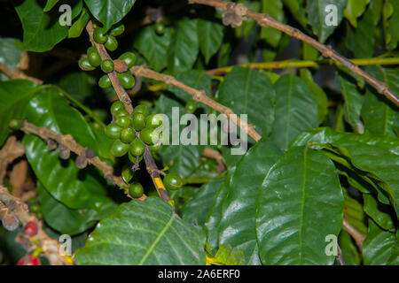Frischen roten Beeren Kaffee Bohnen Hintergrund. Arabica Beeren in organischen Kaffee Plantage. Stockfoto