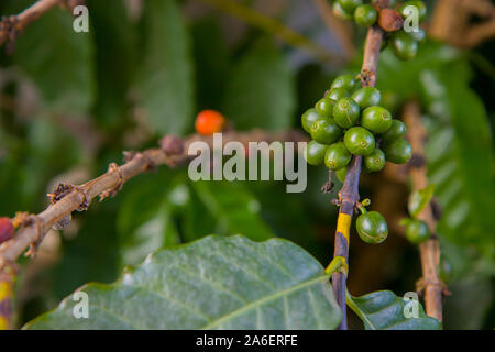 Frischen roten Beeren Kaffee Bohnen Hintergrund. Arabica Beeren in organischen Kaffee Plantage. Stockfoto