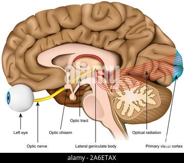 Sehnerv und der optischen Trakt medizinische Vector Illustration auf weißem Hintergrund Stock Vektor