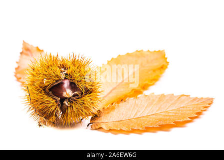 Reife Kastanien im Herbst Blätter in der Nähe bis auf weißem Hintergrund. Raw Kastanien für Weihnachten Herbst Stockfoto