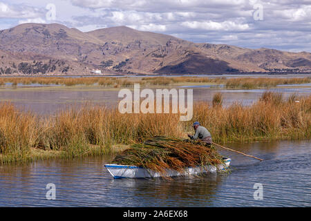 Ein Mann sammelt auf dem Titicacasee in der Nähe von Puno in Peru Reed. Stockfoto