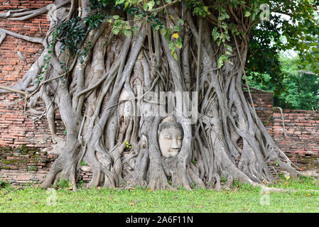 Buddha Kopf in einen Baum - die Ruinen von Wat Phra Mahathat Ayutthaya, Thailand verflochten. Stockfoto