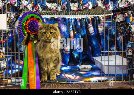 Birmingham, Großbritannien. 26. Oktober 2019. Hunderte von Katzen und ihre Besitzer steigen auf der NEC für die Oberste Katze zeigen. Bostinforest Chewbacca, einem norwegischen Wald Rasse. Peter Lopeman/Alamy leben Nachrichten Stockfoto