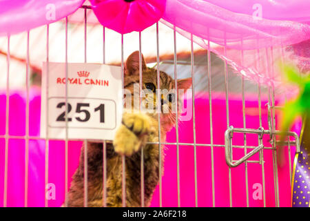 Birmingham, Großbritannien. 26. Oktober 2019. Hunderte von Katzen und ihre Besitzer steigen auf der NEC für die Oberste Katze zeigen. Eine Katze in ihrem rosa Käfig. Peter Lopeman/Alamy leben Nachrichten Stockfoto