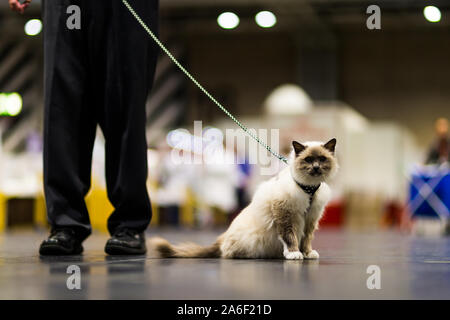 Birmingham, Großbritannien. 26. Oktober 2019. Hunderte von Katzen und ihre Besitzer steigen auf der NEC für die Oberste Katze zeigen. Twizzle, ein 16 Jahre alter blauer Punkt Birman, und Vergangenheit Supreme Champion. Peter Lopeman/Alamy leben Nachrichten Stockfoto