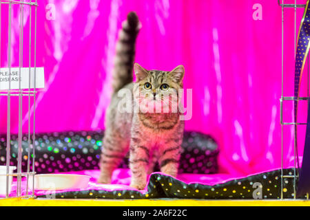 Birmingham, Großbritannien. 26. Oktober 2019. Hunderte von Katzen und ihre Besitzer steigen auf der NEC für die Oberste Katze zeigen. Eine Katze in ihrem rosa Käfig. Peter Lopeman/Alamy leben Nachrichten Stockfoto