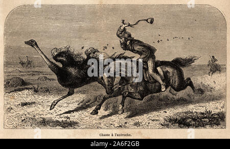 La chasse à l'autruche, Dessin d'après une / Gießen illustrer Le recit des chasses en Afrique de Charles William Baldwin, entre 1852 et186 Stockfoto