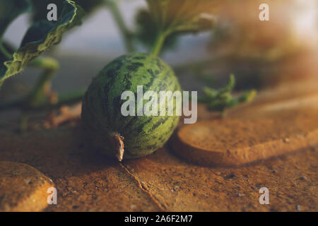 Natürliche Wassermelonen wachsen in das Feld ein. Die Landwirtschaft. Stockfoto