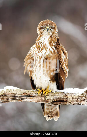 Wild Mäusebussard sitzen auf einem Ast bedeckt mit Schnee im Winter thront. Vertikale Foto von vögel räuber in die Kamera starrt. Stockfoto