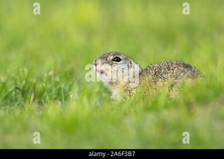 Gefährdete europäische Erdhörnchen, spermophilus citellus, liegen auf der grünen Wiese verstecken. Wilde Tiere in der Natur in den frühen Morgenstunden. Stockfoto