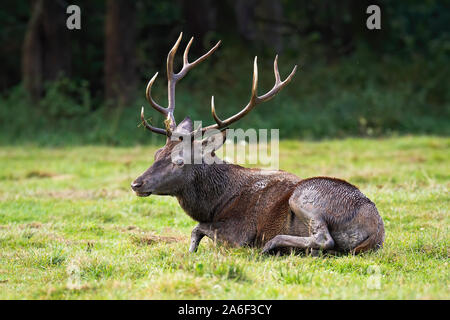 Müde Rotwild Hirsch, Cervus elaphus, durch die auf dem Boden liegend in der Brunftzeit ruht. Stockfoto