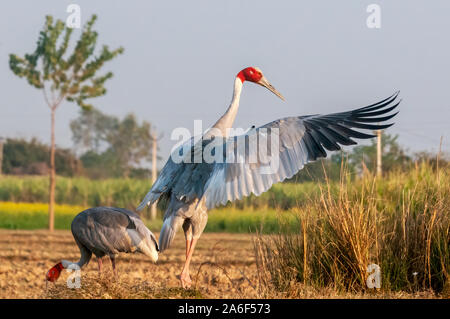 Sarus crane flatternden Flügeln im Feld Stockfoto