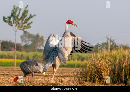 Sarus crane flatternden Flügeln im Feld Stockfoto