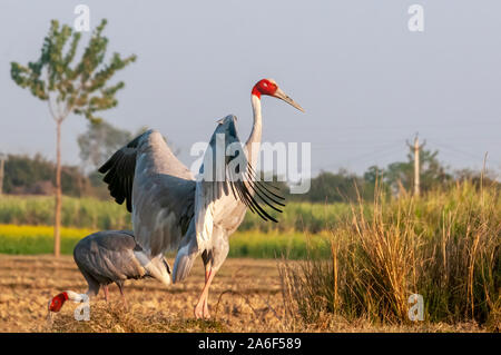 Sarus crane flatternden Flügeln im Feld Stockfoto