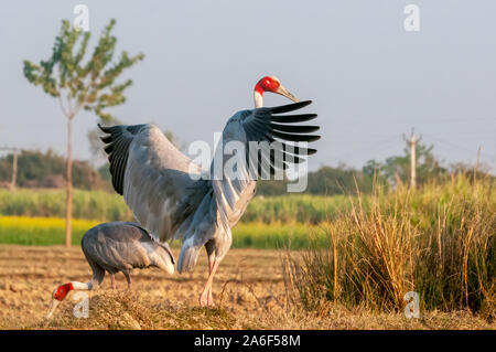 Sarus crane flatternden Flügeln im Feld Stockfoto