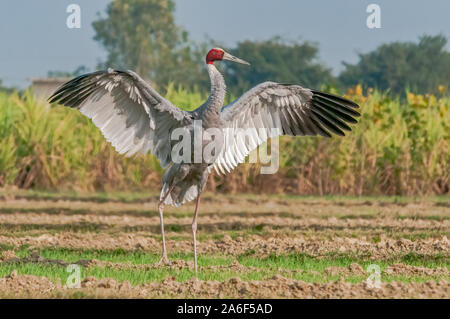 Sarus crane flatternden Flügeln im Feld Stockfoto