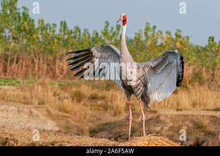 Sarus crane flatternden Flügeln im Feld Stockfoto