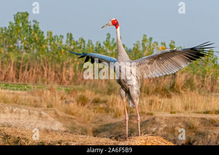 Sarus crane flatternden Flügeln im Feld Stockfoto