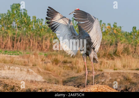 Sarus crane flatternden Flügeln im Feld Stockfoto