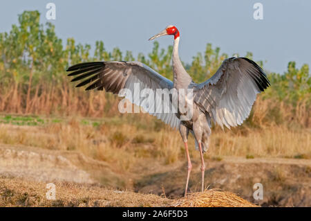 Sarus crane flatternden Flügeln im Feld Stockfoto