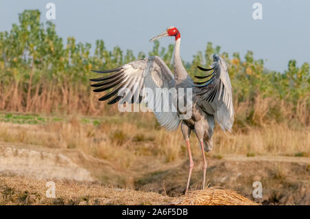 Sarus crane flatternden Flügeln im Feld Stockfoto