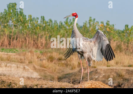 Sarus crane flatternden Flügeln im Feld Stockfoto