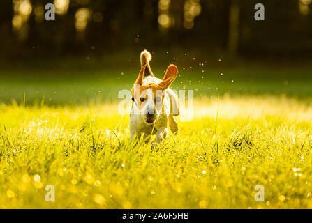 Hund, reine Rasse beagle springen und laufen wie verrückt durch Morgentau im herbstlichen Sonnenlicht. Hunde schnell schießen, laufen in Richtung Kamera. Stockfoto