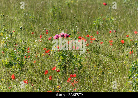 Jedes Jahr im Juni, während des Englischen Sommer bewirtschaftete Felder rund um die Britischen Inseln, sind in einer Flamme rot wie Mohn Blüte in eine lebendige Rot. Stockfoto