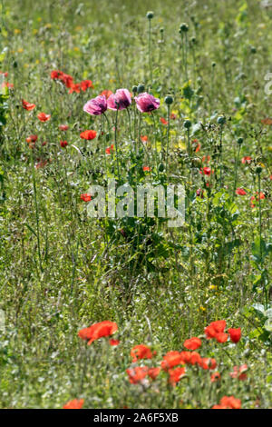 Jedes Jahr im Juni, während des Englischen Sommer bewirtschaftete Felder rund um die Britischen Inseln, sind in einer Flamme rot wie Mohn Blüte in eine lebendige Rot. Stockfoto