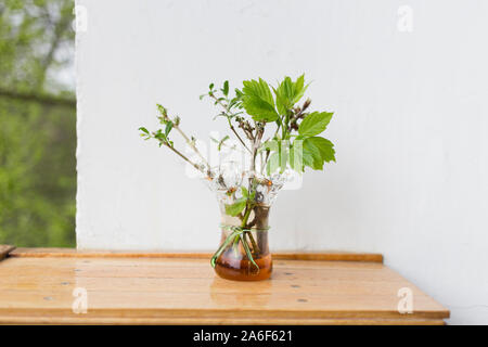 Bündel Reisig in der Vase. Auf den weißen Hintergrund. Stockfoto