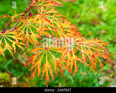 Orange Herbst Laub der ornamentalen japanischen Ahorn, Acer japonicum 'Green Cascade' Stockfoto