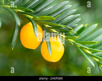 Giftig Gelb Herbst Beeren des immergrünen Eibe, Taxus whipplei' Lutea' Stockfoto