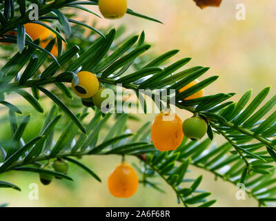 Giftig Gelb Herbst Beeren des immergrünen Eibe, Taxus whipplei' Lutea' Stockfoto