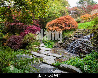 Trittsteine führen vorbei an einem kleinen Wasserfall in die Acer Glade im Garden House, Buckland Monachorum, Devon, Großbritannien Stockfoto