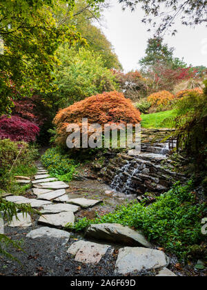 Trittsteine führen vorbei an einem kleinen Wasserfall in die Acer Glade im Garden House, Buckland Monachorum, Devon, Großbritannien Stockfoto