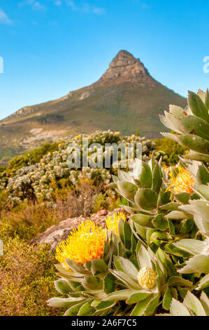 Gelbe König Protea (Protea Cynaroides) an den Hängen des Lion's Head Mountain, Cape Town, Südafrika Stockfoto