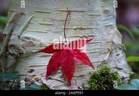 Gefallenen rot Acer Blatt in der Nähe von eine herbstliche Landschaft, Herbst Farben der Blätter der Laubbäume in Waldland in der englischen Landschaft Stockfoto