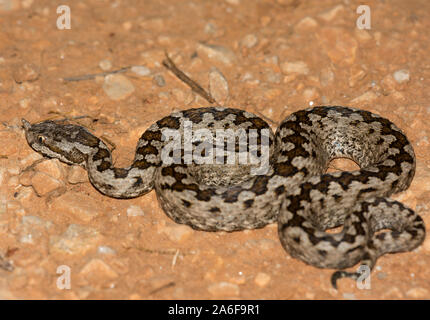 Männliche Nose-horned Viper (Vipera ammodytes) auf der griechischen Insel Ios, Kykladen, Griechenland. Stockfoto