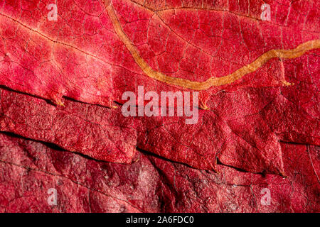 Red Leaf Hintergrund, im Herbst rot Blatt Textur Hintergrund Stockfoto