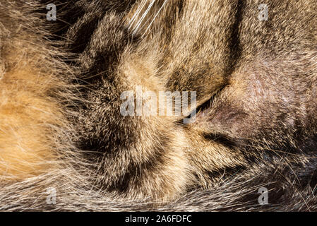 Nahaufnahme einer Katze schlafen Stockfoto