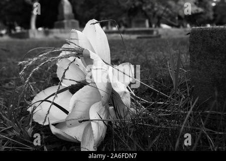 Weißer Seide Magnolienblüte in das Gras auf dem Friedhof aufgegeben. Schwarz und Weiß. Stockfoto