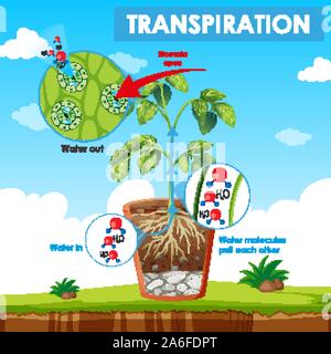 Darstellung der Transpiration in der Abbildung Stock Vektor