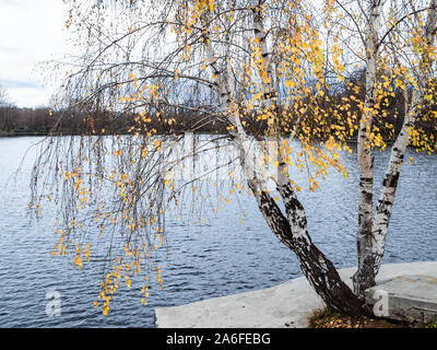 Birken mit gelben Blätter wachsen auf aconcrete Ufer der Stadt See im Herbst Abend (bolschoj Golovinsky Teich in Moskau, Russland) Stockfoto