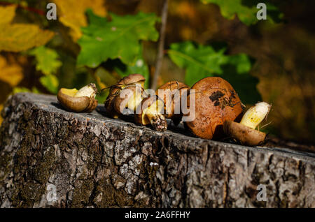 Frisch gepflückte ölige Pilze im Wald liegen auf dem Baumstumpf mit bunten Blätter im Herbst. Vegetarisches Essen. Platz kopieren, selektiven Fokus. Stockfoto