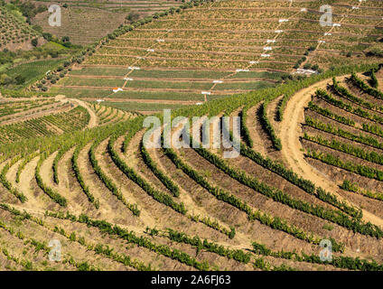Terrassen der Weinreben für Portwein Produktionslinie die Hänge des Douro Valley in der Nähe von Pinhao in Portugal Stockfoto