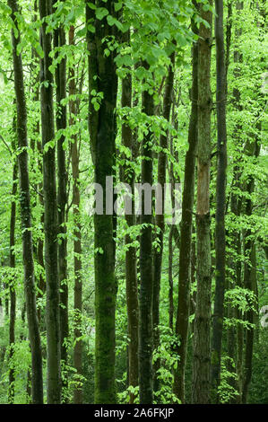 Beech Tree trunks, Devon, England, UK Stockfoto