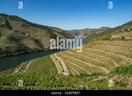 Terrassen der Weinreben für Portwein Produktionslinie die Hänge des Douro Valley in der Nähe von Pinhao in Portugal Stockfoto